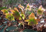 19 Helleborus niger (Ellebori) in fruttescenza